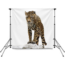 Leopard On The Rock Backdrops 55051445