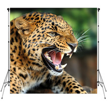 Leopard Portrait Backdrops 43990993