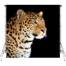Leopard Portrait Backdrops 48880320