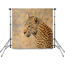 Leopard Portrait Backdrops 68010907