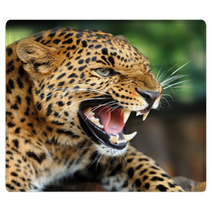 Leopard Portrait Rugs 43990993