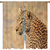 Leopard Portrait Window Curtains 68010907