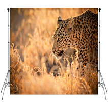 Leopard Walking At Sunset Backdrops 61900640