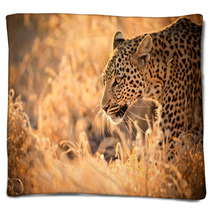 Leopard Walking At Sunset Blankets 61900640