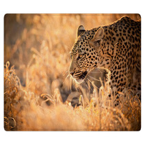 Leopard Walking At Sunset Rugs 61900640