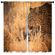 Leopard Walking At Sunset Window Curtains 61900640