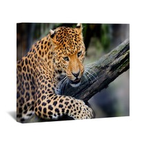 Leopard Wall Art 66888479