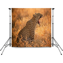 Leopard Yawning Backdrops 61900016