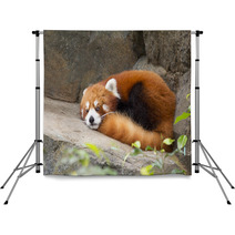 Lesser panda red panda Backdrops 75783605