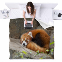 Lesser panda red panda Blankets 75783605