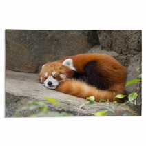 Lesser panda red panda Rugs 75783605