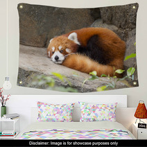 Lesser panda red panda Wall Art 75783605