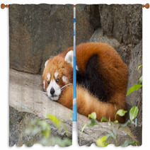 Lesser panda red panda Window Curtains 75783605