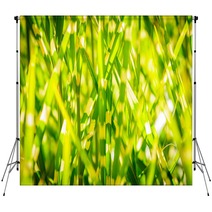 Light Version Close Up Background Texture Of Striped Grass Green And Yellow Grass As Background Backdrops 194192846