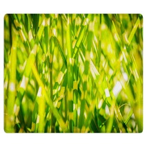 Light Version Close Up Background Texture Of Striped Grass Green And Yellow Grass As Background Rugs 194192846