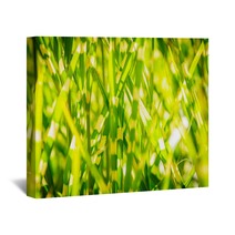 Light Version Close Up Background Texture Of Striped Grass Green And Yellow Grass As Background Wall Art 194192846