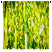 Light Version Close Up Background Texture Of Striped Grass Green And Yellow Grass As Background Window Curtains 194192846
