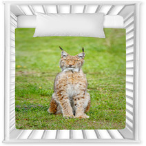 Lince Boreal. Lynx Lynx.
 Nursery Decor 86197899