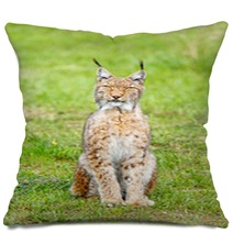 Lince Boreal. Lynx Lynx.
 Pillows 86197899