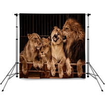 Lion And Three Lioness Backdrops 49550667