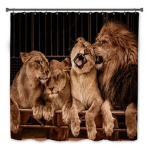 Lion And Three Lioness Bath Decor 49550667