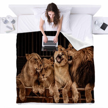 Lion And Three Lioness Blankets 49550667