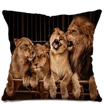 Lion And Three Lioness Pillows 49550667