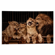 Lion And Three Lioness Rugs 49550667
