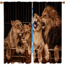 Lion And Three Lioness Window Curtains 49550667