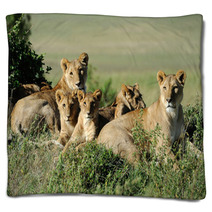 Lion Blankets 66319874
