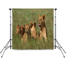 Lion Cubs Backdrops 65364692