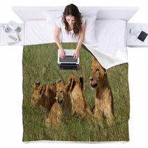 Lion Cubs Blankets 65364692