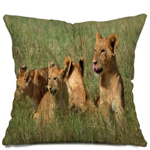 Lion Cubs Pillows 65364692