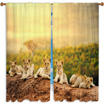 Lion Cubs Waiting Together. Window Curtains 62139842