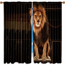 Lion In Circus Cage Window Curtains 49550661
