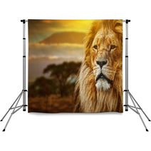Lion Portrait On Savanna Background And Mount Kilimanjaro Backdrops 57644661