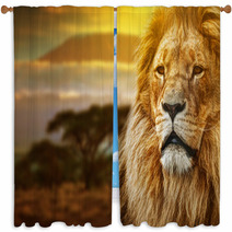 Lion Portrait On Savanna Background And Mount Kilimanjaro Window Curtains 57644661