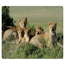 Lion Rugs 66319874