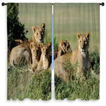 Lion Window Curtains 66319874