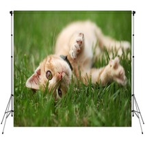 Little Cat Playing In Grass Backdrops 53800434