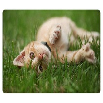 Little Cat Playing In Grass Rugs 53800434