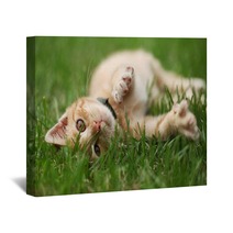Little Cat Playing In Grass Wall Art 53800434