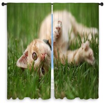 Little Cat Playing In Grass Window Curtains 53800434