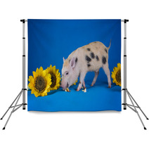 Little Funny Minipig On A Colored Background Backdrops 72756073