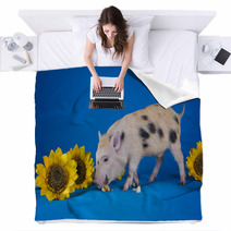 Little Funny Minipig On A Colored Background Blankets 72756073