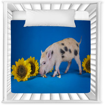 Little Funny Minipig On A Colored Background Nursery Decor 72756073