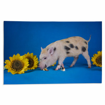 Little Funny Minipig On A Colored Background Rugs 72756073
