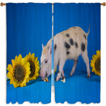 Little Funny Minipig On A Colored Background Window Curtains 72756073