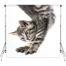 Little Kittenplaying On A White Background Backdrops 53222548