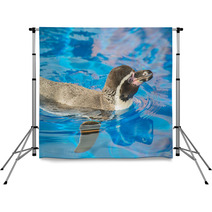 Little Penguin Swimming In Blue Water. Backdrops 72678599